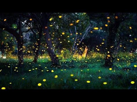 Jugnu Firefly Bird in Night. - YouTube