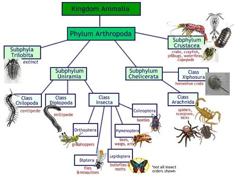 arthropod notes | Arthropods, Kingdom animalia, Insect unit study