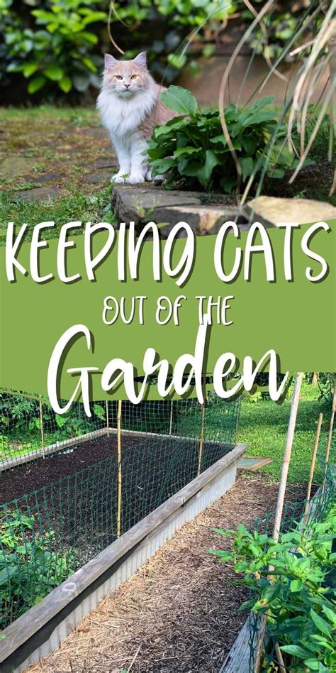 This fail-proof method for keeping cats out of the garden is an easy ...