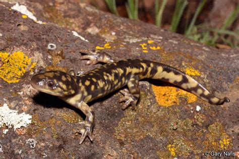 Arizona Tiger Salamander - Ambystoma mavortium nebulosum