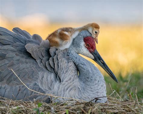 The 2021 Audubon Photography Awards: Winners and Honorable Mentions ...