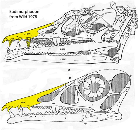 Eudimorphodon-Wild1978 | The Pterosaur Heresies