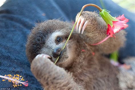 Baby sloths in Costa Rica sanctuary where they learn all about life in ...