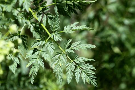 Vascular Plants of the Gila Wilderness-- Conium maculatum