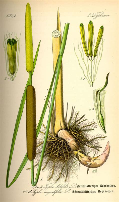 The Many Uses For Wild, Edible Cattails - Farmers' Almanac - Plan Your ...