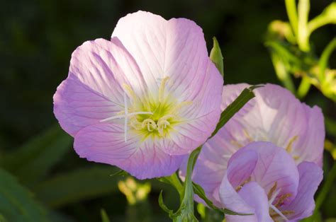 Why You Shouldn't Plant Pink Evening Primrose In Your Yard