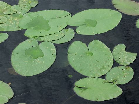 FS1255: Ecology and Control of the Freshwater Aquatic Plant Spatterdock ...