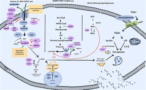 Ferroptosis Signaling Pathway