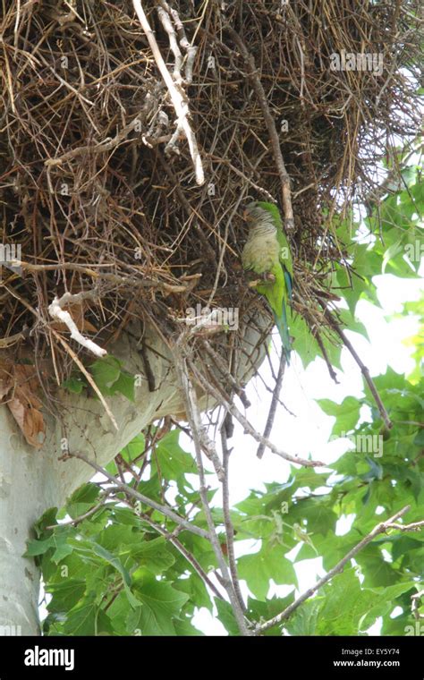 Monk Parakeet nesting in a nest Stork - Spain Stock Photo - Alamy