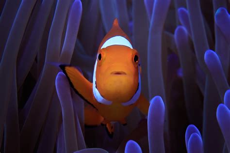 Discovering Nemo put clownfish on the map, now we all know how they get ...