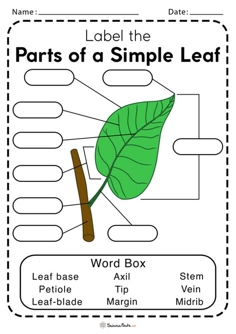 Anatomy Of A Leaf Worksheets - Free Printable Worksheet