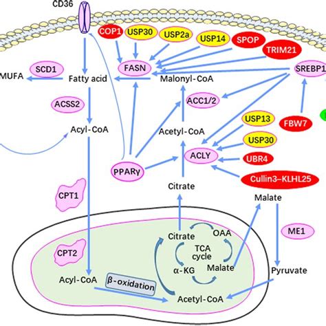 Ubiquitination-mediated control of lipid metabolism enzymes in ...