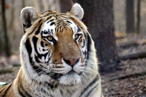 Rajah Tiger | Carolina Tiger Rescue