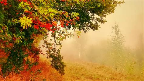 september wallpaper,nature,natural landscape,tree,leaf,vegetation ...