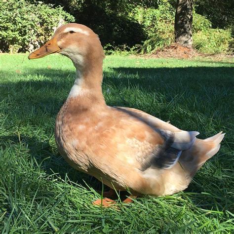 Top Domestic Duck Breeds You Should Know | Pets Nurturing