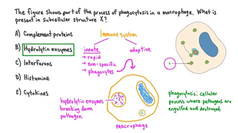 Phagocyte Structure