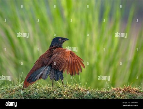 wildlife and birds of Pakistan Stock Photo - Alamy