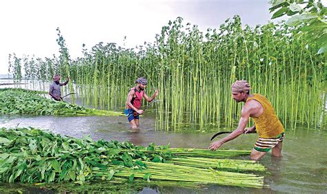 Jute harvesting progressing fast in Netrakona | Agriculture News