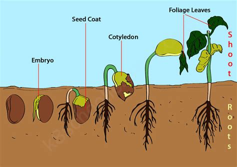 Germination | What is Germination? | Seed Germination for Kids