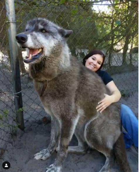 Giant Wolf Dog Named Yuki Is The Real-Life Game Of Thrones Dire Wolf ...