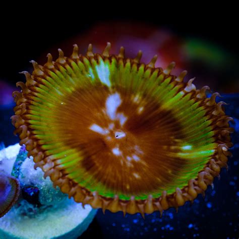 an orange and yellow sea urchin sitting on top of blue water