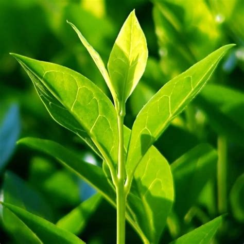 Buy Tea Plant, Camellia Sinensis online at low price on plantsguru.com