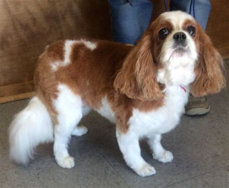 CAVALIER KING CHARLES PUPPY CUT 1 Spaniel Breeds, Spaniel Puppies, Dog ...