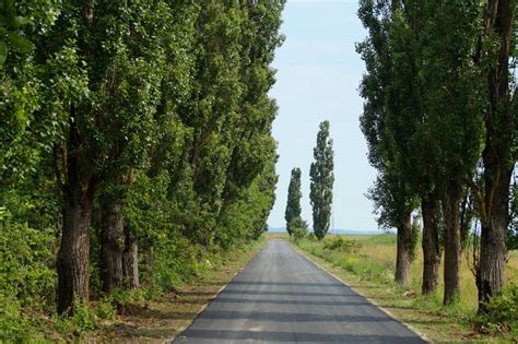 Novi asfalt – nova istorija Češkog Sela | Vojvodina uživo vesti