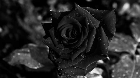 Black Roses Wallpaper (64+ images)