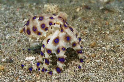 What Is The Treatment For A Blue Ringed Octopus Bite