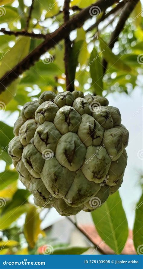 Sweet srikaya fruit stock image. Image of manin, fruit - 275103905