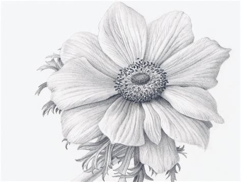 realistic flower drawing easy - In The Sea Portal Photographic Exhibit