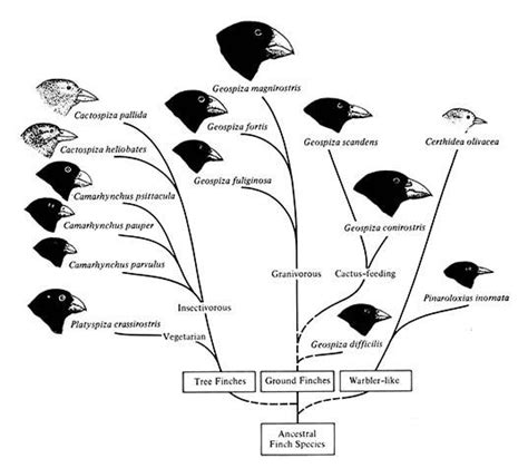 Learn about the Galapagos Darwin Finch, where and how do they live ...