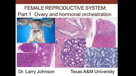 18. Medical School Histology. Female Reproductive System - Part 1 ...