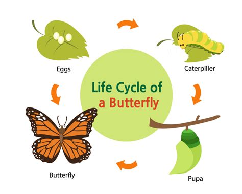 Minibeasts - Minibeast life cycles - Science Sparks