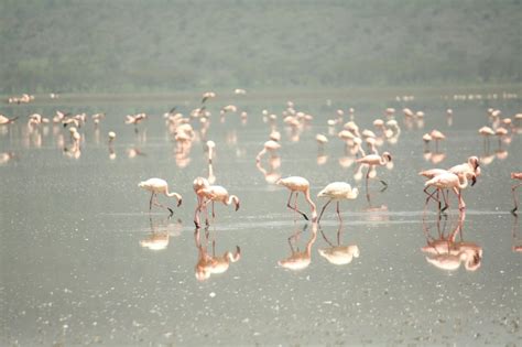 Lake Nakuru Safari. Flamingos and the Big Five from Sandai