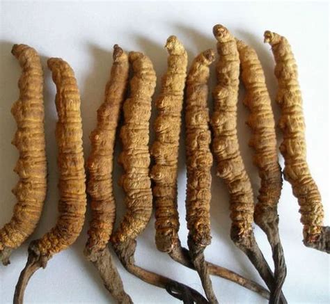 Natural Herbs - Picrorhiza Kurroa Kutki Exporter from Rohru