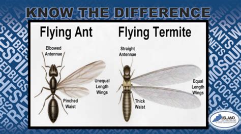 The Difference Between Flying Ants vs. Flying Termites | Island Pest ...