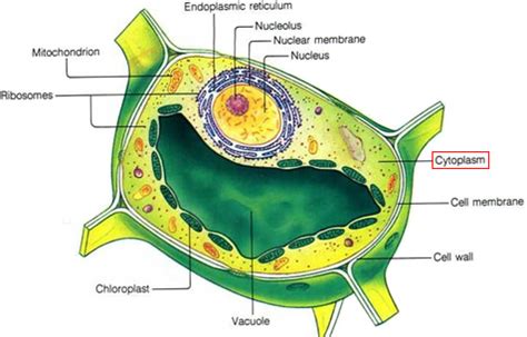 Plant Life: Cytoplasm