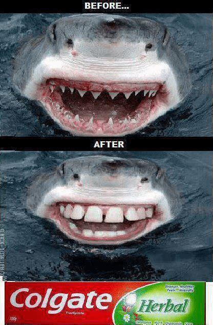 Shark toothpaste : r/memes