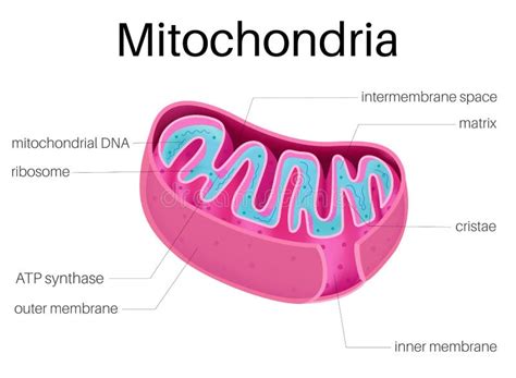 Mitochondria Clipart Color