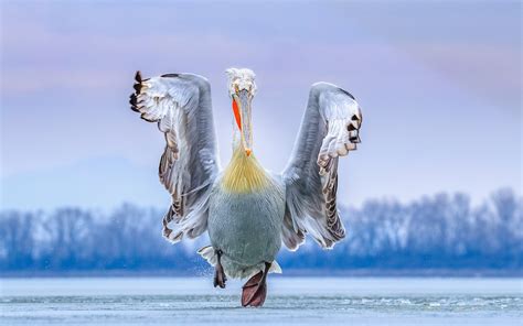 See the Winners of the 2019 Bird Photographer of the Year Contest