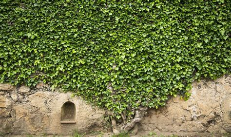 How to remove ivy from walls: Gardeners share ‘perfect solution ...