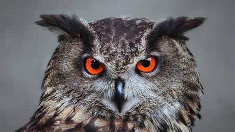 Owl Red Eyes Wallpaper