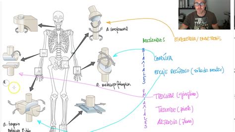 Articulaciones Sinoviales
