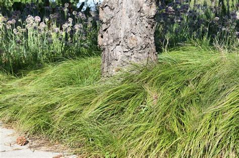 Pennsylvania Sedge (Carex pensylvanica) — Blazing Star Gardens