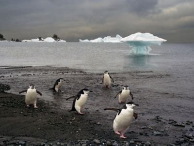 Antarctica Cruise Ports: South Shetland Islands