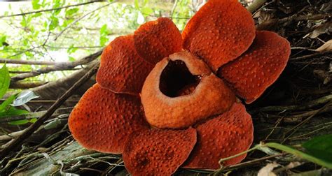 Rafflesia - Fakta Bunga Borneo yang Perlu Anda Tahu