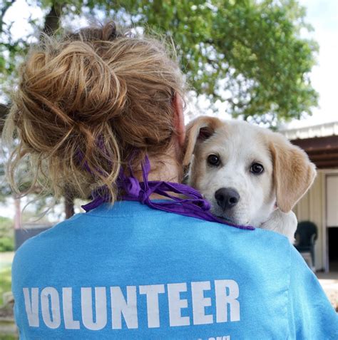 Volunteer and Foster | Texas Humane Heroes