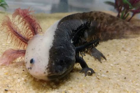 16 Axolotl Facts for Kids to Learn Something New – Facts For Kids